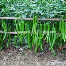 P05 Xiangyan sementes de pimenta verde quente em sementes de hortaliças, tipo de diferença de sementes